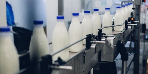 Row of filled milk bottles on beverage production line.