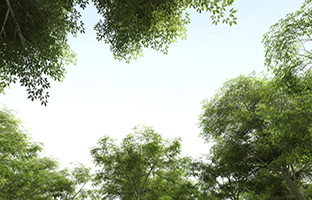 Foresty Industry Trees thumbnail