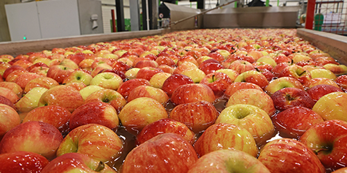 Fruit Vegetable Processing