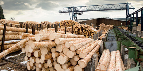 harvest logging