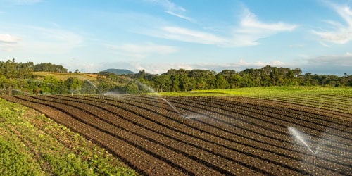 Image of farm field during the day time with sprinklers watering rows of crops.