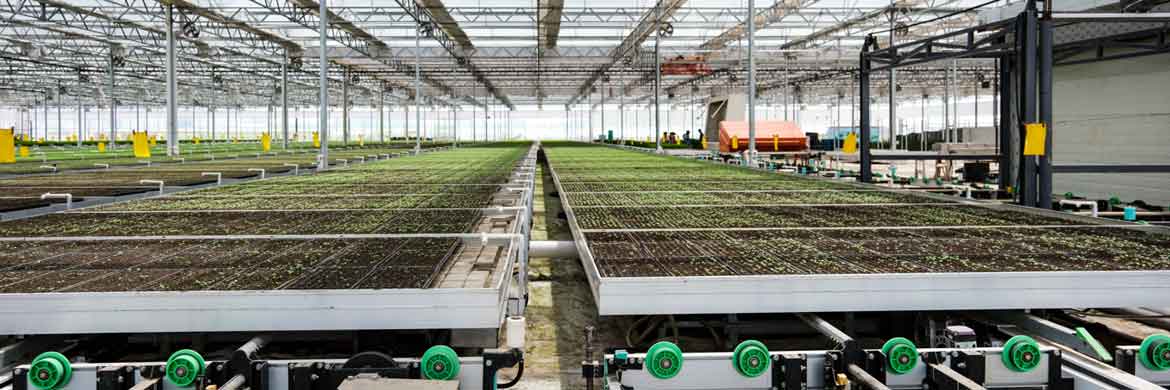 Crops growing on tables inside greenhouse.