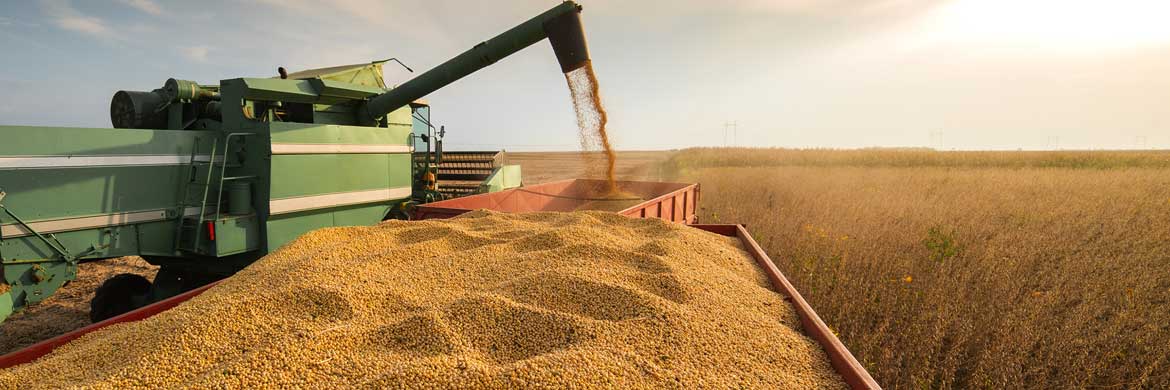 Farm equipment harvesting grain.