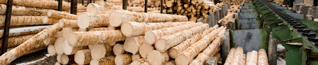 Forest Banner