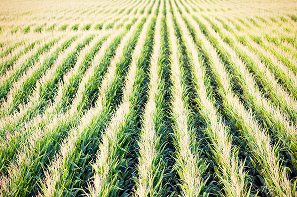 Farm and Agriculture General Purpose Motors