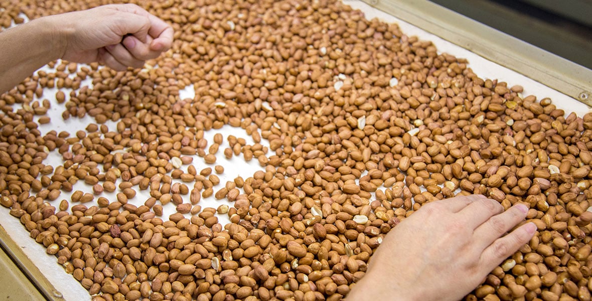 WATTsaver Solution for Peanut Processing